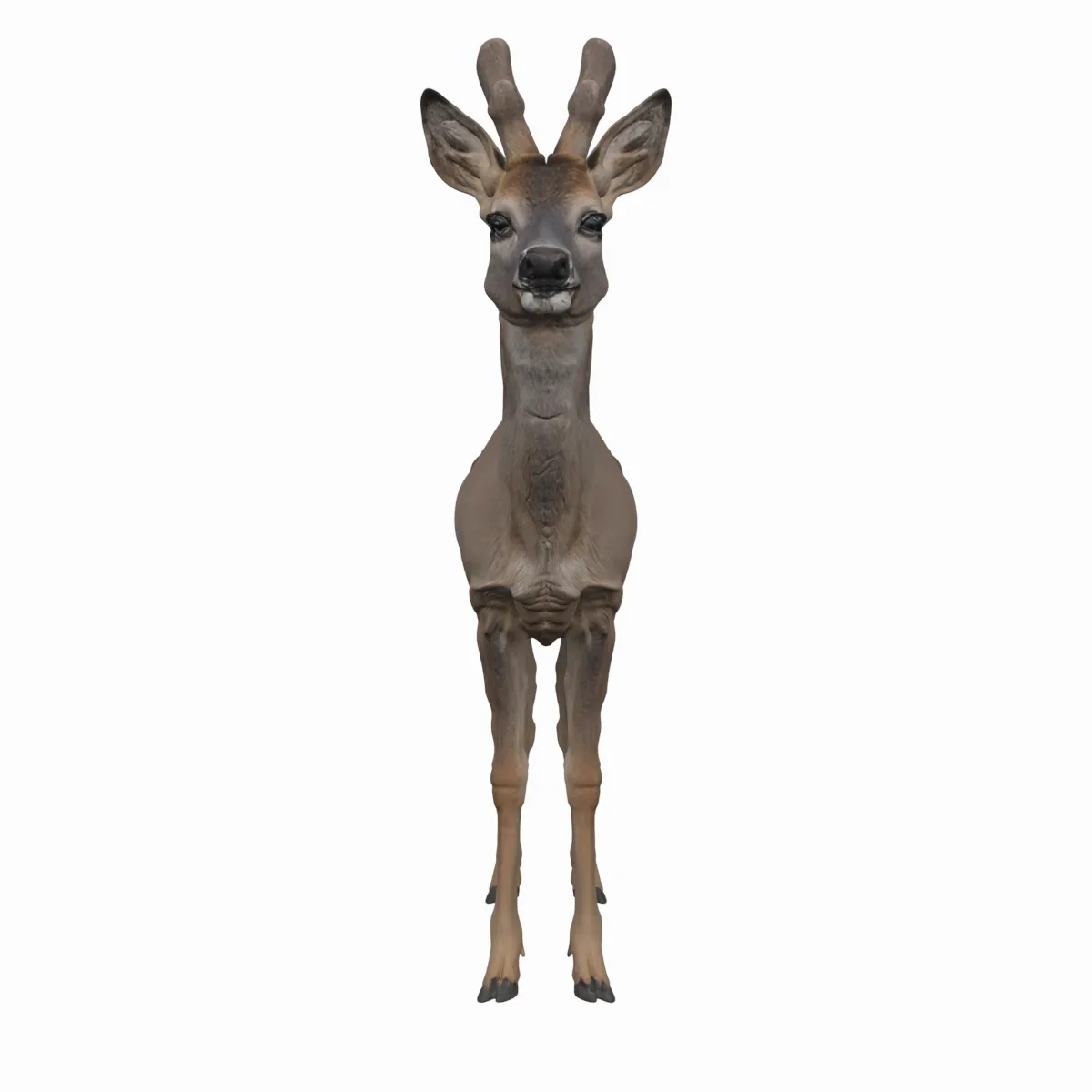 Young Roe Deer with Velvet Antlers Realistic 3D Model .c4d .max .obj .3ds .fbx .stl .blend