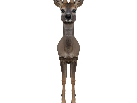 Young Roe Deer with Velvet Antlers Realistic 3D Model