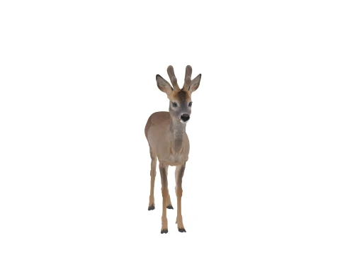Young Roe Deer with Velvet Antlers Realistic 3D Model