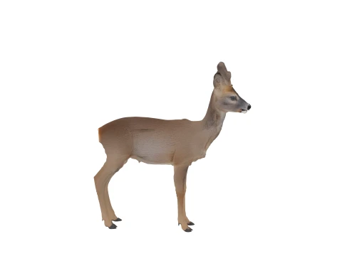 Young Roe Deer with Velvet Antlers Realistic 3D Model