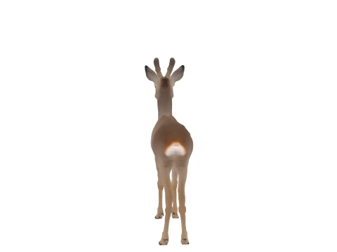 Young Roe Deer with Velvet Antlers Realistic 3D Model