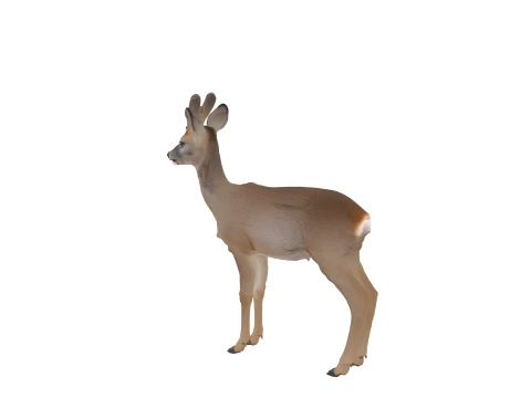 Young Roe Deer with Velvet Antlers Realistic 3D Model