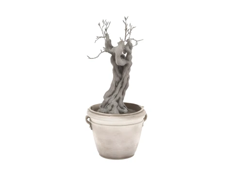 Mature Olive Tree Gnarled Trunk 3D Model