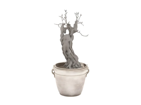 Mature Olive Tree Gnarled Trunk 3D Model