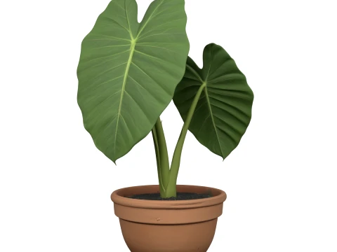 Potted Elephant Ear Alocasia Plant Realistic 3D Model