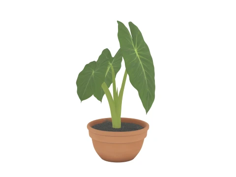 Potted Elephant Ear Alocasia Plant Realistic 3D Model