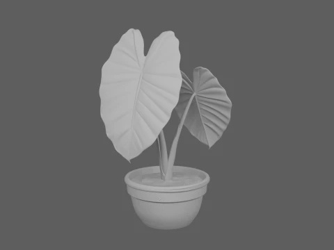 Potted Elephant Ear Alocasia Plant Realistic 3D Model