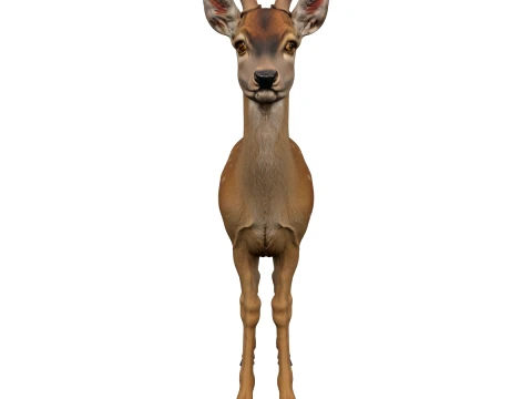 Junges Reh mit Samtgeweih, detaillierte Pose 3D Modell