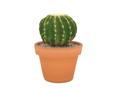 Potted Barrel Cactus Golden Spines Terracotta Pot 3D Model