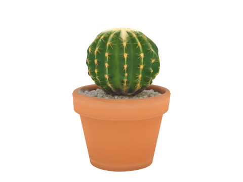 Potted Barrel Cactus Golden Spines Terracotta Pot 3D Model