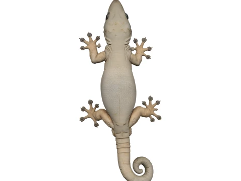 Saugn&auml;pfe mit strukturierter Haut des Hausgecko, gekr&auml;uselter Schwanz 3D Modell