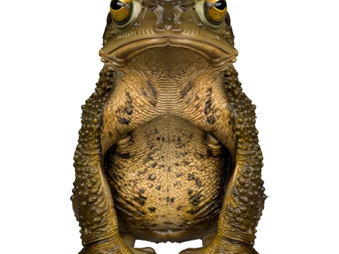 Common Toad with Warty Skin and Golden Eyes 3D Model