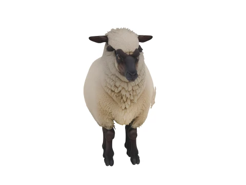Suffolk Sheep Thick Wool Fleece Standing Pose 3D Model