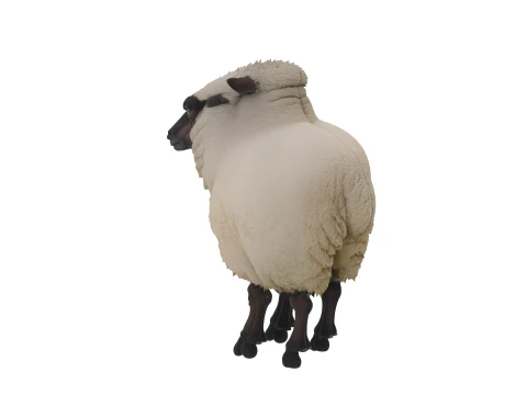 Suffolk Sheep Thick Wool Fleece Standing Pose 3D Model