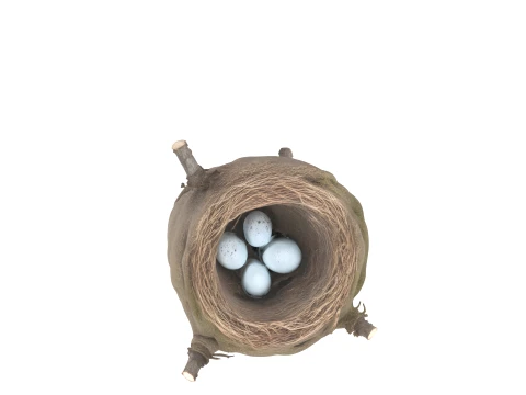 带有蓝色斑点蛋的歌鸫巢 3D 模型