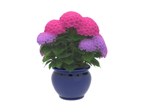 Mophead Hydrangea in Navy Blue Ceramic Pot 3D Model