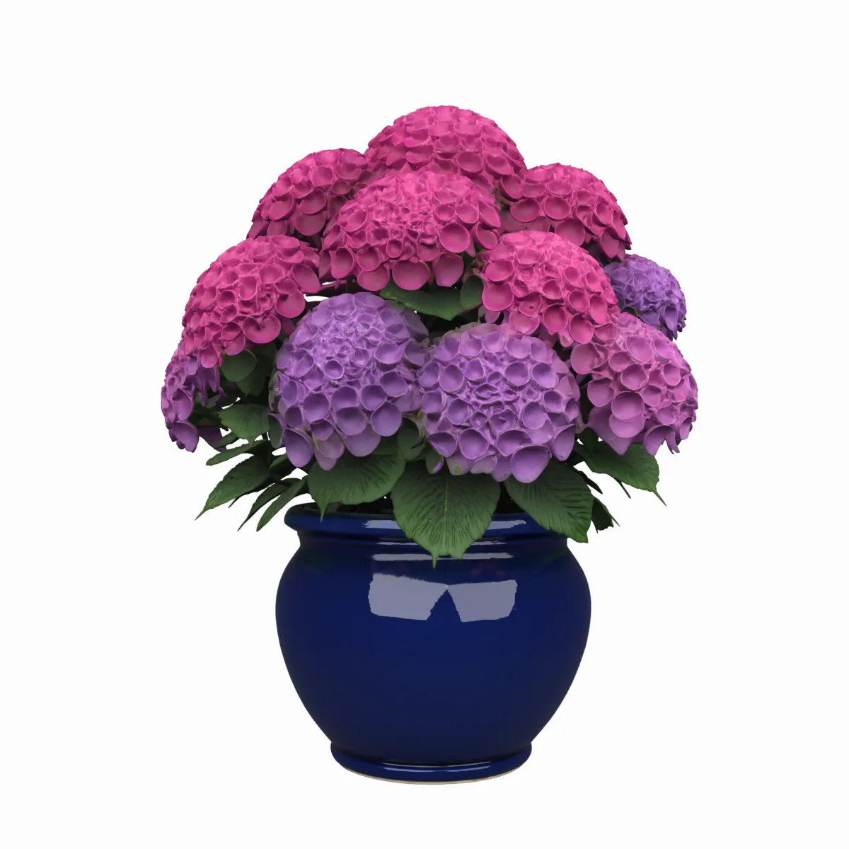 Mophead Hydrangea in Navy Blue Ceramic Pot 3D Model .c4d .max .obj .3ds .fbx .stl .blend