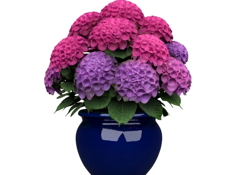 Mophead Hydrangea in Navy Blue Ceramic Pot 3D Model