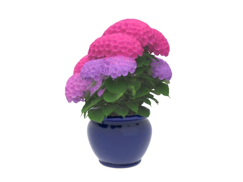 Mophead Hydrangea in Navy Blue Ceramic Pot 3D Model