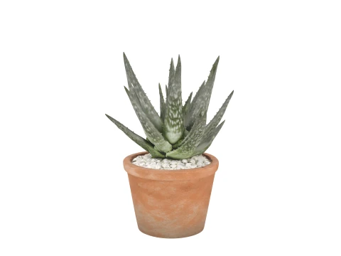 Mature Aloe Vera Plant in Terracotta Pot 3D Model