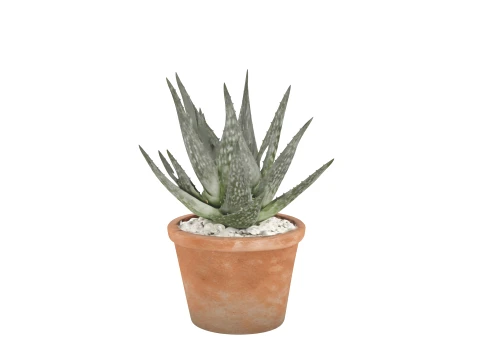 Mature Aloe Vera Plant in Terracotta Pot 3D Model