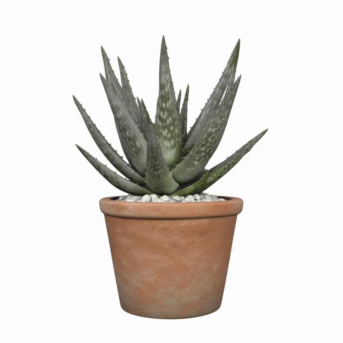 Mature Aloe Vera Plant in Terracotta Pot 3D Model .c4d .max .obj .3ds .fbx .stl .blend 