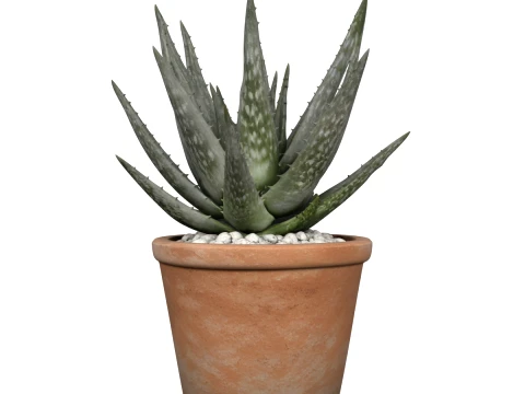 Mature Aloe Vera Plant in Terracotta Pot 3D Model