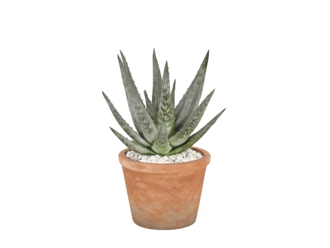 Mature Aloe Vera Plant in Terracotta Pot 3D Model