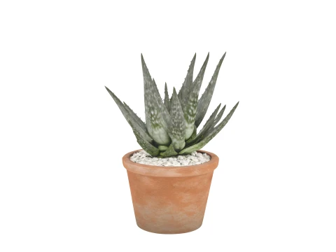 Mature Aloe Vera Plant in Terracotta Pot 3D Model