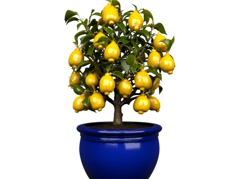 Dwarf Meyer Lemon Tree with Ripe Fruits 3D Model
