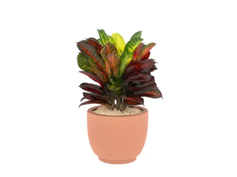 Potted Croton Plant Variegated Leaves in Clay Pot 3D Model