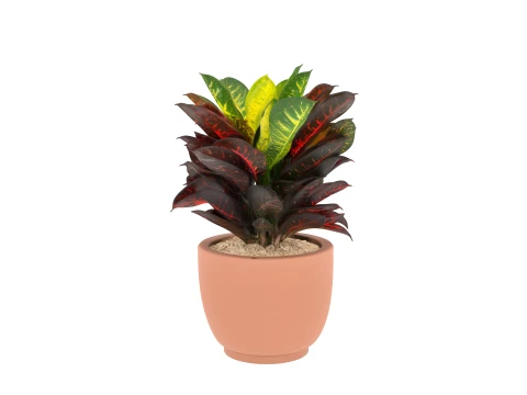 Potted Croton Plant Variegated Leaves in Clay Pot 3D Model