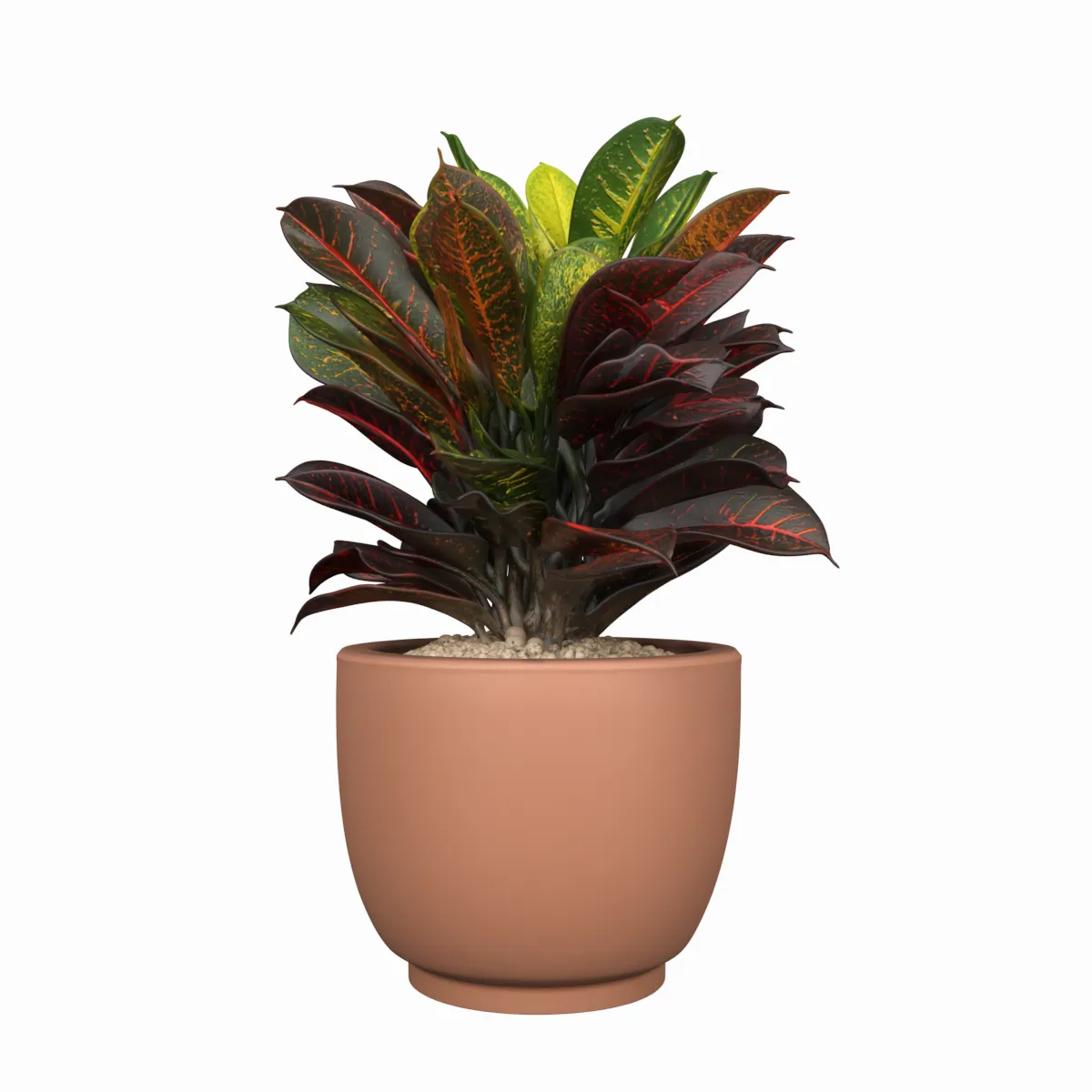 Potted Croton Plant Variegated Leaves in Clay Pot 3D Model .c4d .max .obj .3ds .fbx .stl .blend 