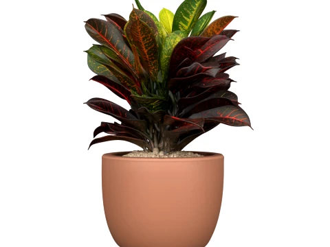 Potted Croton Plant Variegated Leaves in Clay Pot 3D Model