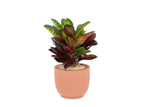 Potted Croton Plant Variegated Leaves in Clay Pot 3D Model