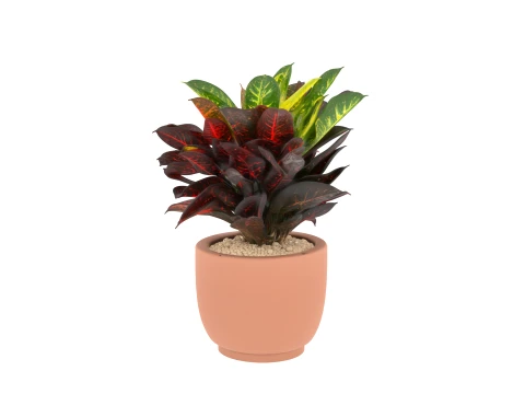 Potted Croton Plant Variegated Leaves in Clay Pot 3D Model