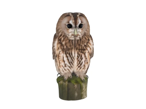 Chouette hulotte perch&eacute;e sur un poteau moussu r&eacute;aliste Modèle 3D