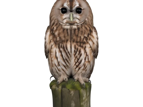 Tawny Owl Perched on Mossy Post Realistic 3D Model