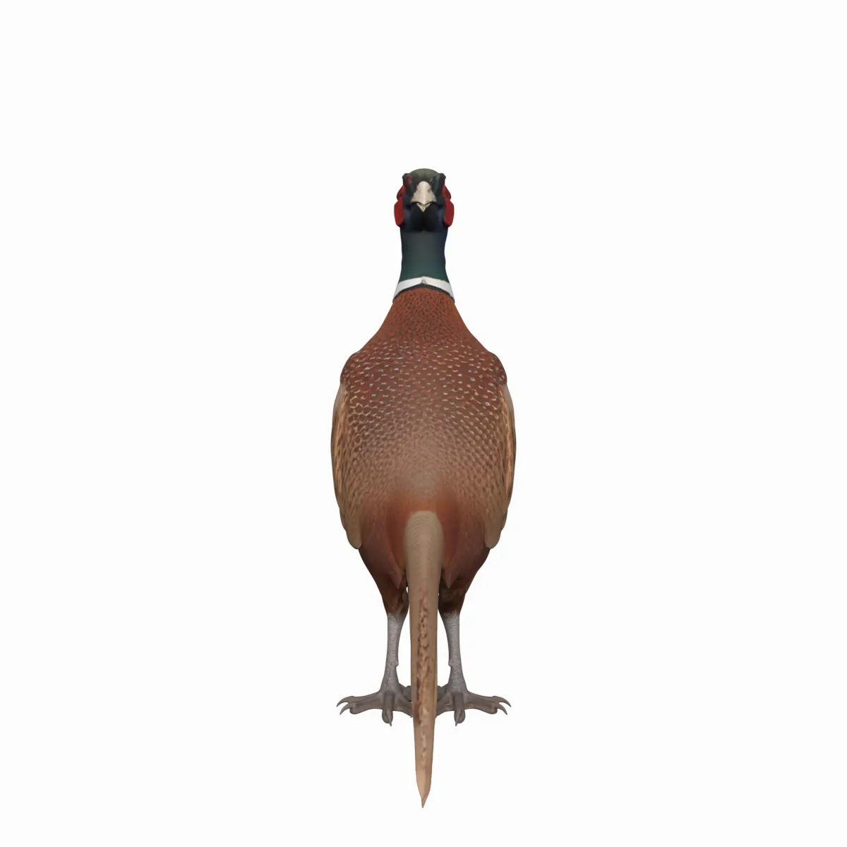 Fais&atilde;o comum macho com plumagem iridescente Modelo 3D .c4d .max .obj .3ds .fbx .stl .blend 