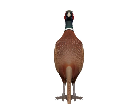 Male Common Pheasant with Iridescent Plumage 3D Model
