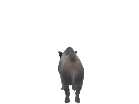 Stocky Wild Boar with Coarse Bristles Alert Pose 3D Model