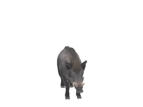 Stocky Wild Boar with Coarse Bristles Alert Pose 3D Model