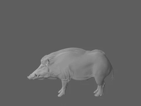 Stocky Wild Boar with Coarse Bristles Alert Pose 3D Model