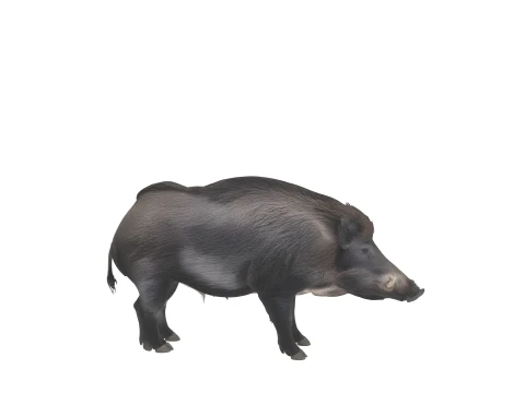 Stocky Wild Boar with Coarse Bristles Alert Pose 3D Model