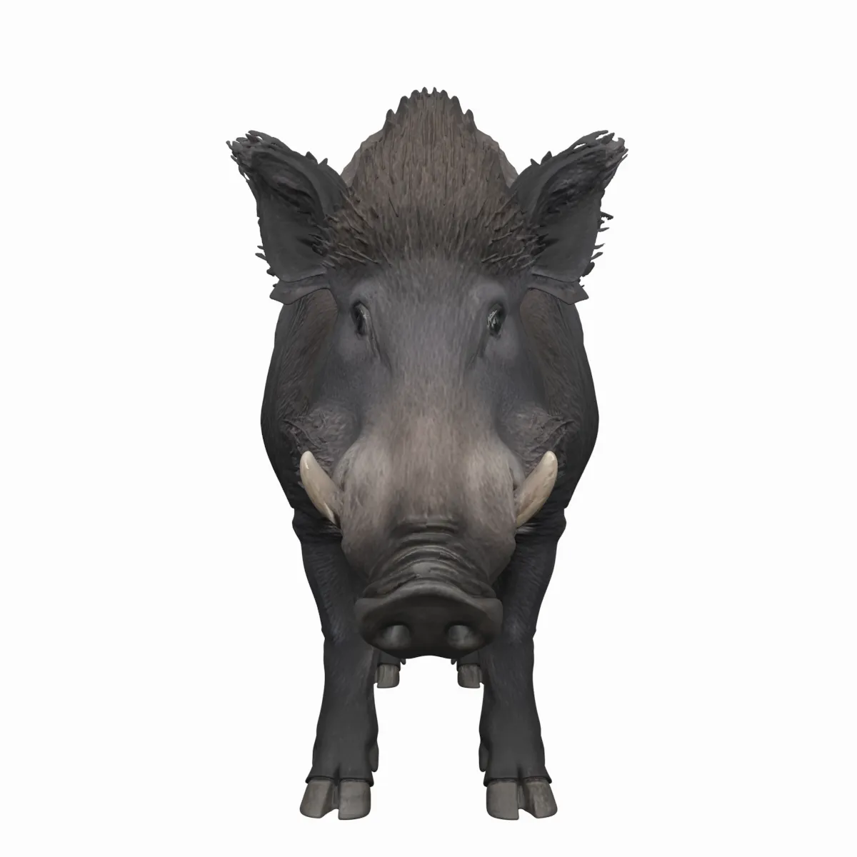 Stocky Wild Boar with Coarse Bristles Alert Pose 3D Model .c4d .max .obj .3ds .fbx .stl .blend 