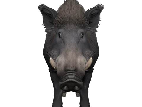 Stocky Wild Boar with Coarse Bristles Alert Pose 3D Model