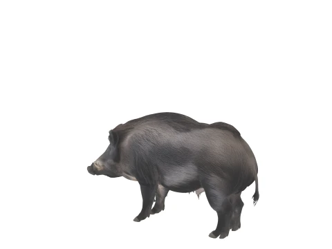 Stocky Wild Boar with Coarse Bristles Alert Pose 3D Model
