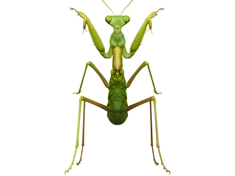 Large European Praying Mantis in Striking Pose 3D Model