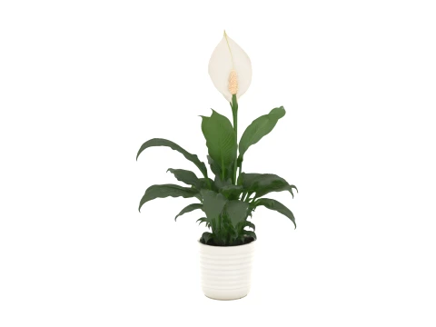 Lys de la paix avec fleur de spathe blanche dans un pot en c&eacute;ramique Modèle 3D