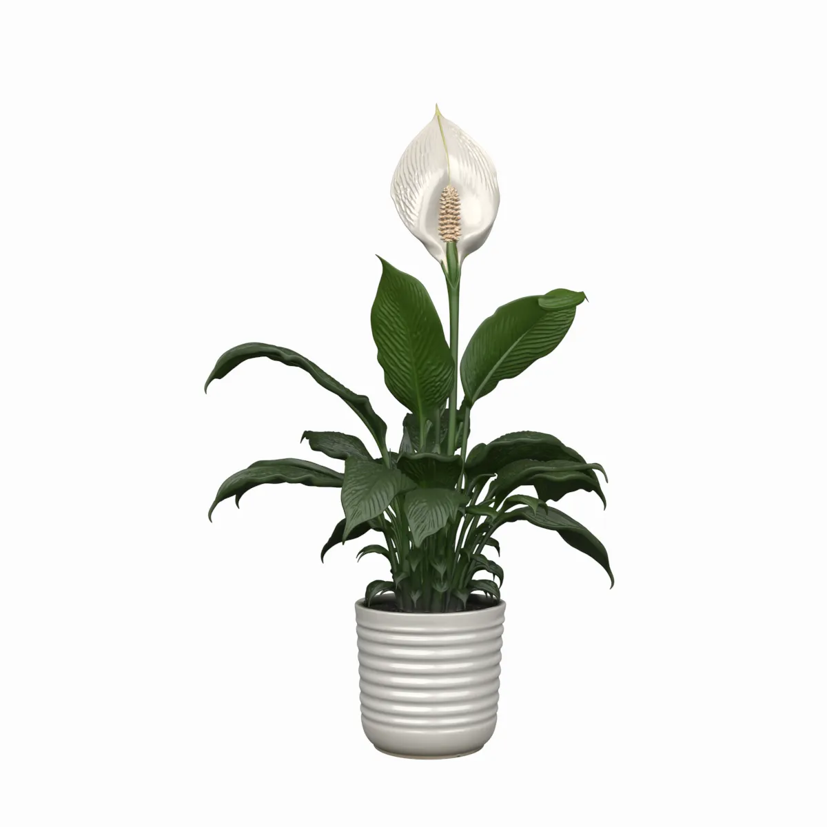 Peace Lily with White Spathe Flower in Ceramic Pot 3D Model .c4d .max .obj .3ds .fbx .stl .blend 